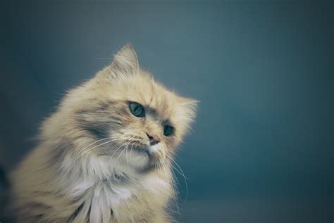 Gambar Hewan Imut Membelai Bulu Potret Halus Anak Kucing Licik