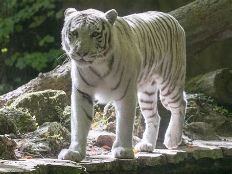 Tigre Blanc Zooparc De Beauval
