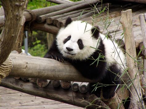 Hidden Unseen Cute Giant Pandas At Sichuan