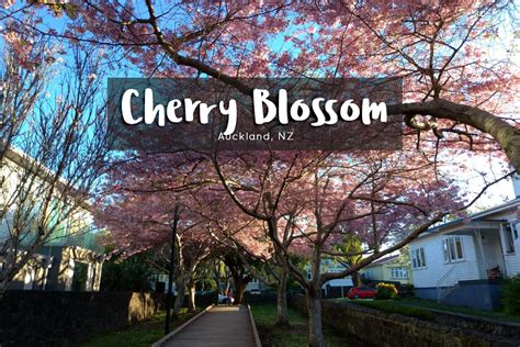 5 Lokasi Terbaik Untuk Melihat Cherry Blossom Di Auckland
