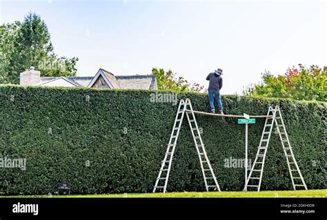 Long High Hedge On Lawn Hi Res Stock Photography And Images Alamy