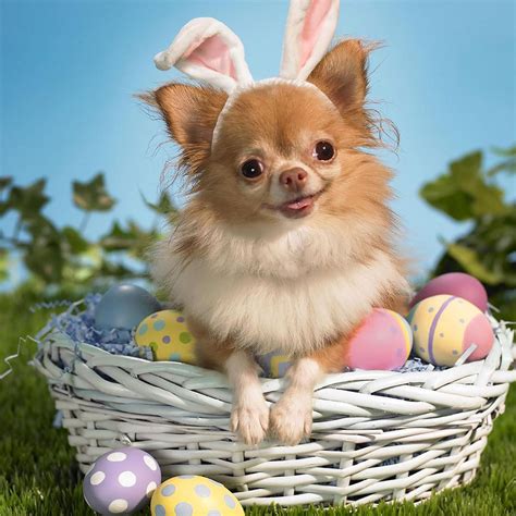 Discover now our large variety of topics and our best pictures. 50 HD Dog iPad Wallpapers