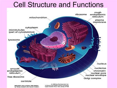 Cell Structure And Their Functions