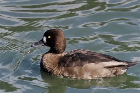 They tend to form tight groups and mix with other diving ducks such as canvasbacks, redheads, greater. Lesser Scaup - Aythya affinis | Wildlife Journal Junior
