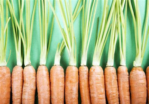 Fresh Organic Carrots Stock Photo Image Of Food Green 49292634