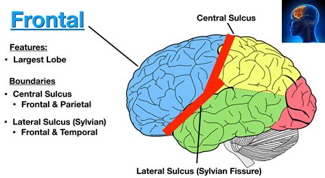 Lobes And Fissures Of The Brain