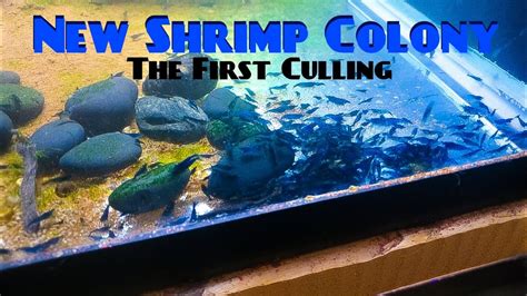 New Shrimp Colony The First Culling YouTube