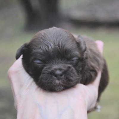 Find boxer puppies in canada | visit kijiji classifieds to buy, sell, or trade almost anything! Shih Tzu Puppies For Sale in NE Ohio (Cleveland - Akron)