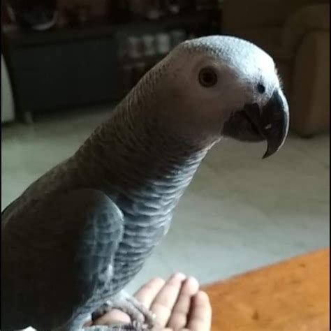Fully Trained African Grey Talking Parrot For Sale Adoption From New