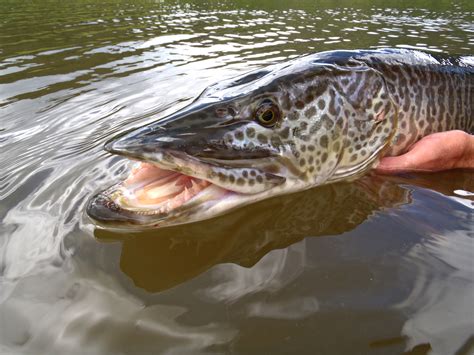 It is the largest member of the pike family, esocidae. Fishing-Headquarters.com :: The grass is always greener on ...