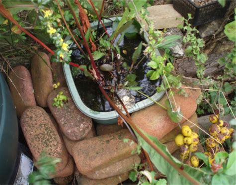 These are simple outdoor projects even beginners can do! How to Build a Basin Pond to attract wildlife - Vertical Veg