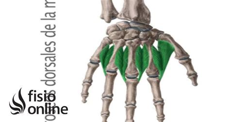 Interóseos Dorsales Qué Son Ubicación Origen Inserción Función Y