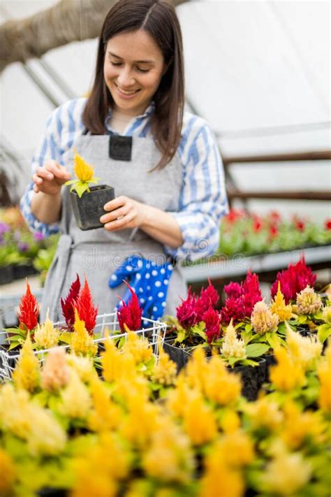 Happy Gardener Female Smiling Touching Cultivated Plants Flowers In Box