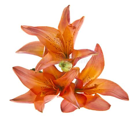 Lily Flowers Isolated On White Background Stock Photo Image Of