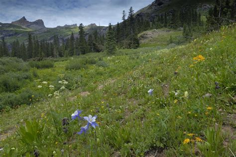 Spring Meadow In San Juan Mountains In Colorado Stock Photo Image Of