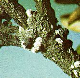 Maybe you would like to learn more about one of these? Pests of Azalea | NC State Extension Publications