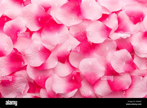 Pink Rose Petals Falling Hi Res Stock Photography And Images Alamy
