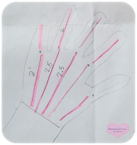 Tendons 🖐🏻human Hand 💉body Anatomy Unit Study Montessori From The Heart