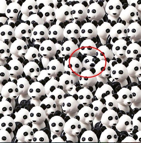 You Found The Panda Can You Spot The Dog Now Page 2 Of 4