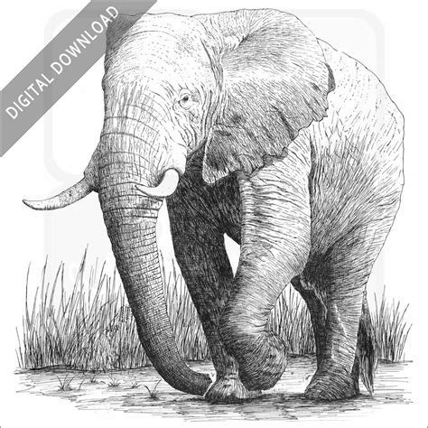 African Bush Elephant Poster Print Infographic
