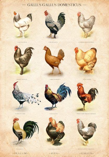 Rooster Breeds Chart
