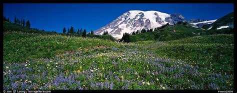 Free Download Wildflower Meadow And Snow Capped Mountain Mount Rainier