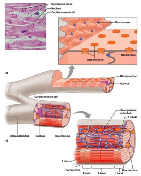 This section (h) is included fyi only. desmosomes and gap junctions in cardiac muscle - Google ...