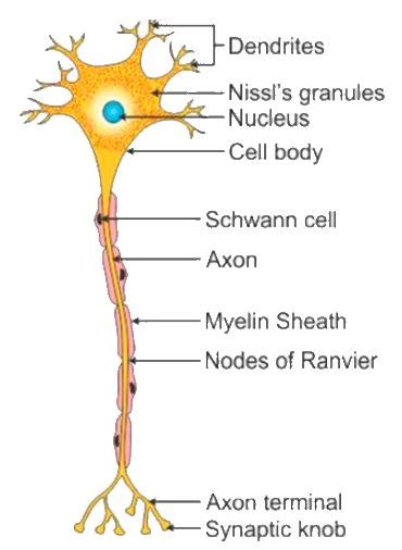 Draw A Labelled Diagram Of A Myelinated Neuron