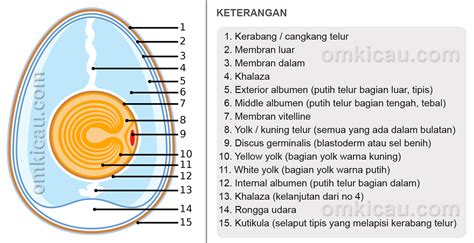 Kolin bertugas untuk membangun selaput sel yang. Penyebab dan pencegahan kegagalan dalam penetasan ...
