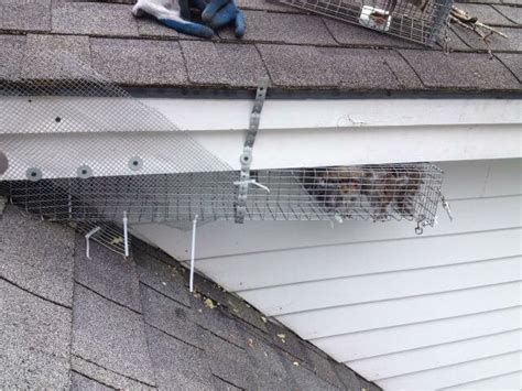 Ehrlich pest control is the expert, professional pest control solution for your home or business near atlanta, ga. Squirrel Removal Company in Lithonia, GA, 30058