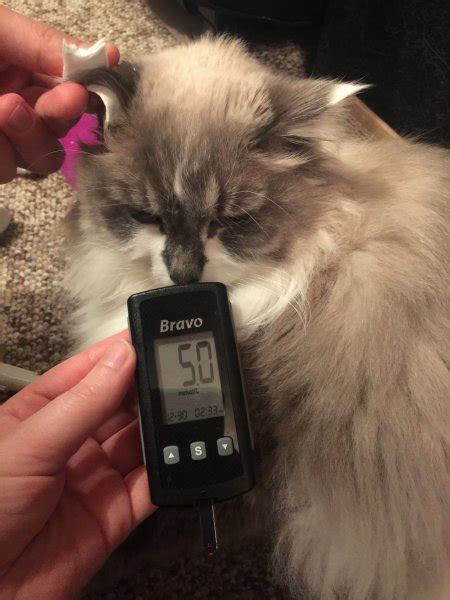 Hello Food And Insulin Questions Feline Diabetes Message Board Fdmb