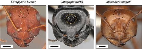 External Morphology Of Ocelli In Three Species Of Desert Ants Dorsal
