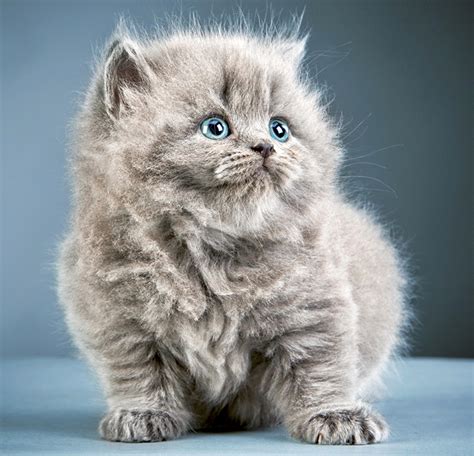 Free Gray Kittens Gray Kitten · Free Stock Photo You Name It Weve