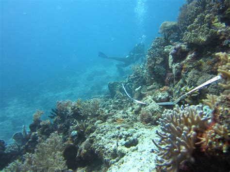 Keindahan terumbu karang hanya bisa kita lihat di dasar laut baik itu dangkal atau pun dalam. Alami Keterancaman, Butuh Kolaborasi Selamatkan Terumbu ...