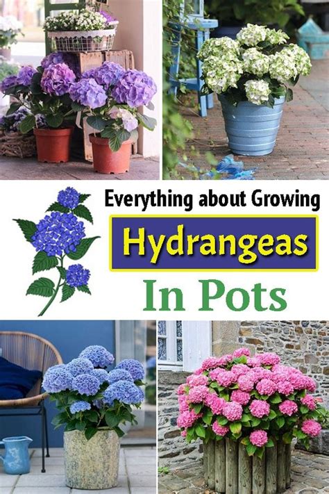 Are You Looking Forward To Growing Hydrangeas In Pots Here Is The
