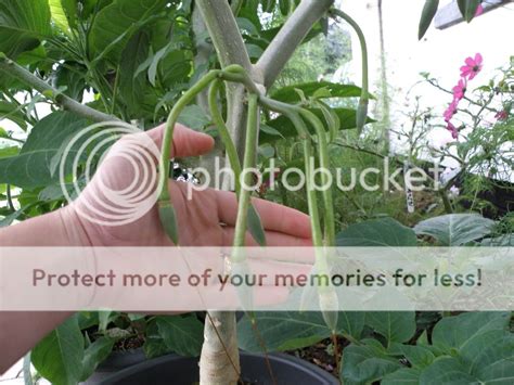 Brugmansia Seed Pods Photo By Ericknightbrugmansia Photobucket