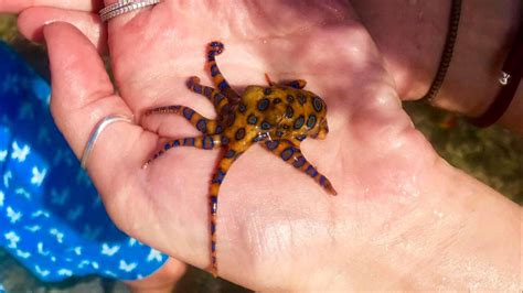 Women Unwittingly Take Photos Holding Octopus Poisonous Enough To Kill