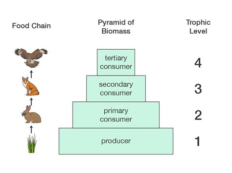 Show The Pyramid Of Biomass