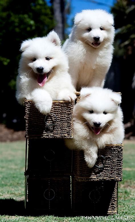 Samoyed Puppies By Tawnydal Redbubble
