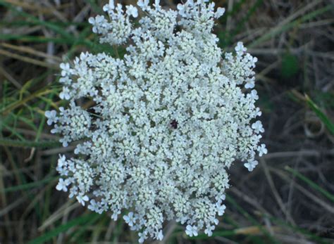 Washington State Noxious Weed Control Board