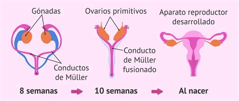 Genitales Internos Mujer Sistema Reproductor Aparato Reproductor