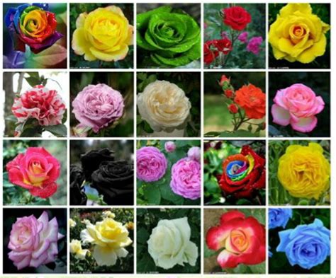 Jual Benih Bibit Biji Bunga Mawar 20 Warna 1 Pieces Each Color Di