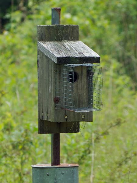 Tree Swallow Nesting Box Project Noah