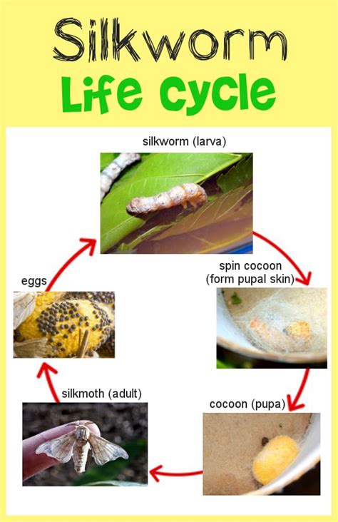 Life Cycle of Silkworm