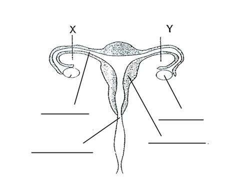 Blank Diagram Of Human Reproductive Systems Image Of Female