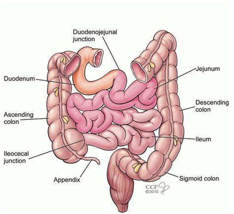 Anatomy Of The Colon Rectum And Anus Abdominal Key