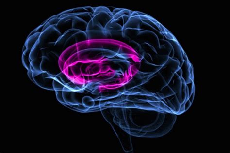 Los 9 Núcleos Basales Del Cerebro Anatomía Y Funciones