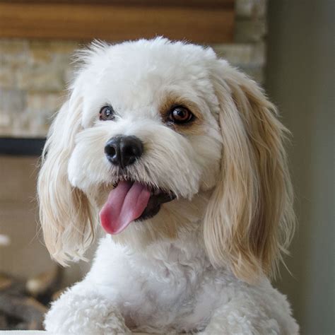 We also offer a money back guarantee on all of our puppies. Cockapoo Puppies For Sale & Breeders In California