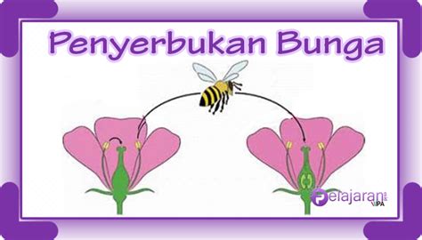 Tumbuhan paku ini berupa terna kecil yang biasanya digunakan dalam pembuatan karangan bunga hias. Penyerbukan Bunga - Pengertian, Jenis dan Prosesnya ...