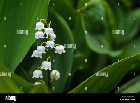 Convallaria Majalis Lily Of The Valley Stock Photo Alamy